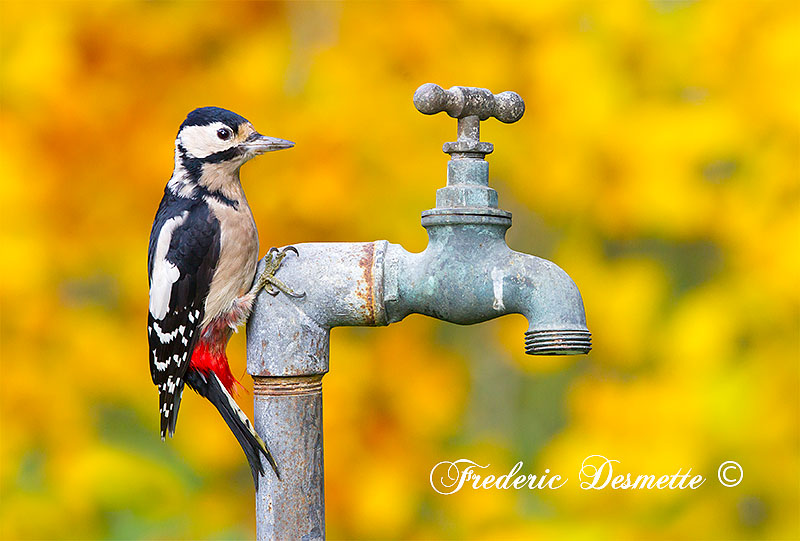 Great-spotted-woodpecker-(Dendrocopos-major)-Bird-perched-on-a-water-tap