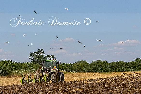 Red-kite-following-a-plowing-tractor000044