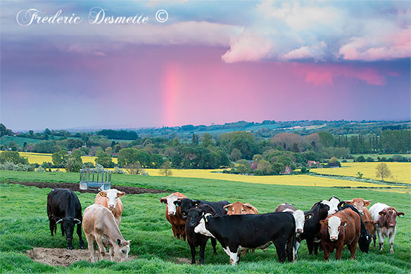 Cattle-(Bos-primigenius)Cattle0005353
