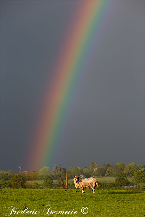 Sheep-(Ovis-aries)Sheep-in-a-meadow-with-a-rainbow000044