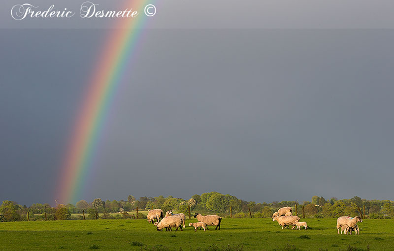 Sheep-(Ovis-aries)Sheep-in-a-meadow-with-a-rainbow000055