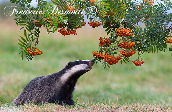 Badger-(Meles-meles)Badger-eating-rowan-berries00100100
