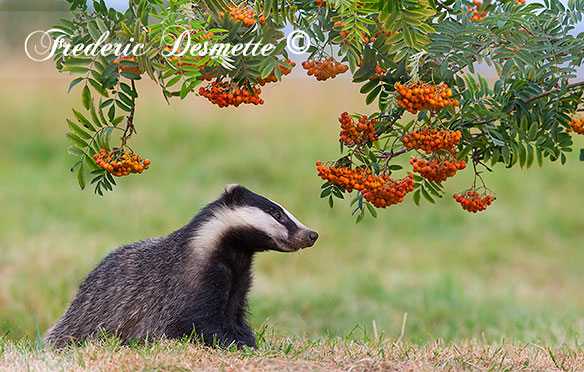 Badger-(Meles-meles)Badger-looking-at-rowan-berries0009999