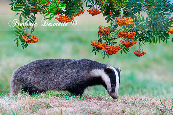Badger-(Meles-meles)Badger-looking-for-food00101101