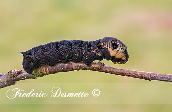 Elephant-hawk-moth-(Deilephila-elpenor)Caterpillar