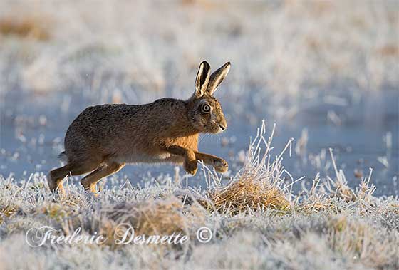 Brown-Hare-(Lepus-Europaeus)Brown-hare-in-a-frozen-meadow-at-sunrise0007575