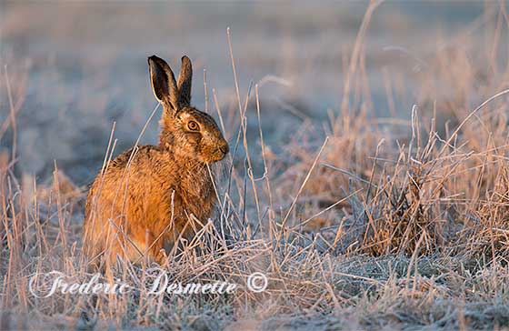 Brown-Hare-(Lepus-Europaeus)Brown-hare-in-a-frozen-meadow-at-sunrise0008787