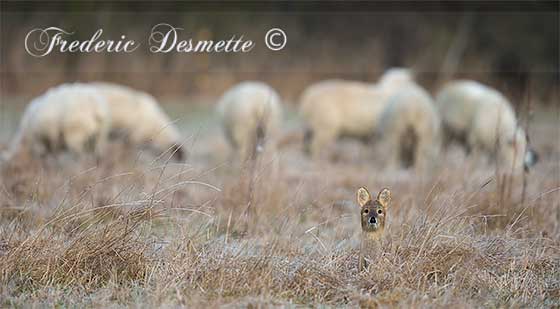 Chinese-water-deer-(Hydropotes-inermis)Chinese-water-deer-laying-in-a-frozen-meadow-with-sheep00104104