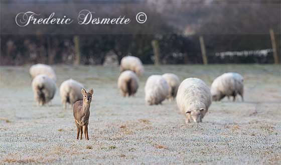 Chinese-water-deer-(Hydropotes-inermis)Chinese-water-deer-standing-in-a-frozen-meadow-with-sheep00102102