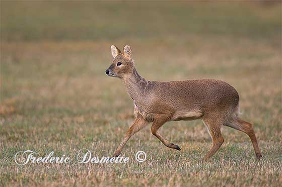Chinese-water-deer-(Hydropotes-inermis)chinese-water-deer-running-in-a-meadow00107107