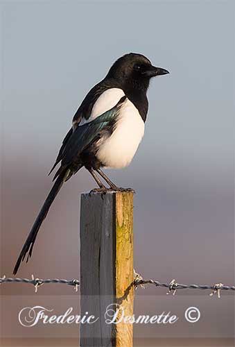 Magpie-(Pica-pica)Magpie-perched-on-a-post0009696