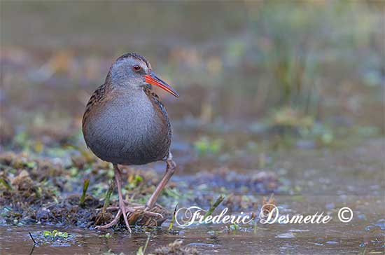 Water-rail--(Rallus-aquaticus)Water-rail-looking-for-food00211211