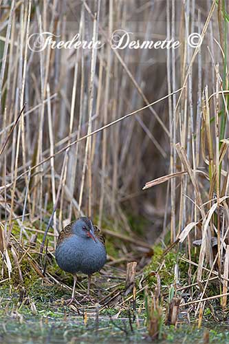 Water-rail--(Rallus-aquaticus)Water-rail-looking-for-food00212212