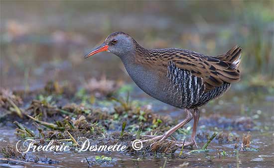Water-rail--(Rallus-aquaticus)Water-rail-looking-for-food00213213