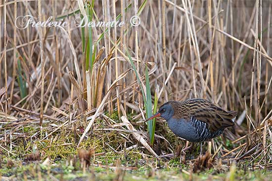 Water-rail-looking-for-food00214214