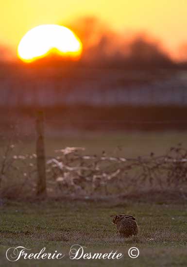 Brown-Hare-(Lepus-Europaeus)Brown-hare-feeding-in-a-meadow-at-sunset-00232232