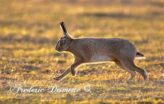 Brown-Hare-(Lepus-Europaeus)Brown-hare-running-in-a-meadow-at-sunset00214214