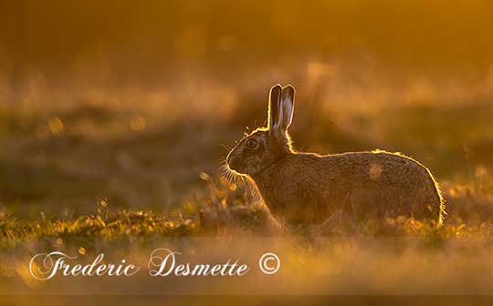 Brown-Hare-(Lepus-Europaeus)Brown-hare-sitting-in-a-meadow-at-sunset-00230230