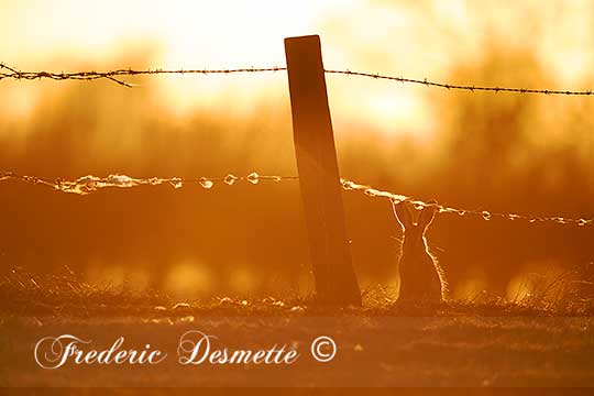 Brown-Hare-(Lepus-Europaeus)Brown-hare-standing-under-a-berbed-wire-fence-at-sunset00218218