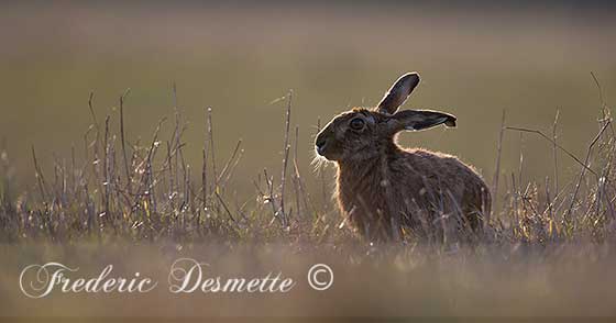 Brown-Hare-(Lepus-Europaeus)Hare-in-a-meadow-at-sunset000055