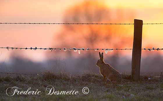 Brown-Hare-(Lepus-Europaeus)Hare-standing-in-a-meadow-at-sunset0001010
