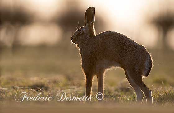 Brown-Hare-(Lepus-Europaeus)Hare-stretching-in-a-meadow-at-sunset000088