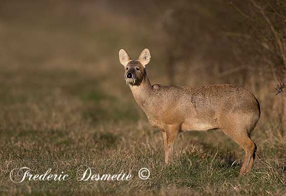 Chinese-water-deer-(Hydropotes-inermis)Chinese-water-deer-standing-in-a-meadow00238238