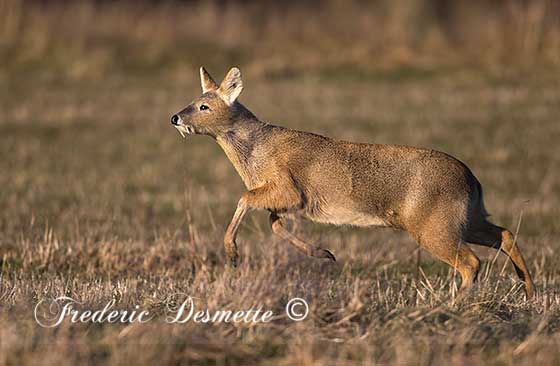 Chinese-water-deer-(Hydropotes-inermis)Chinese-water-deer-standing-in-a-meadow00239239