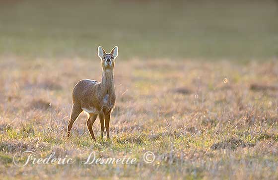 Chinese-water-deer-(Hydropotes-inermis)deer-standing-in-a-meadow-at-sunset000099