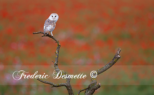 Barn-owl-(Tyto-alba)Owl-perched-in-a-tree000022