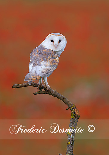 Barn-owl-(Tyto-alba)Owl-perched-in-a-tree000033