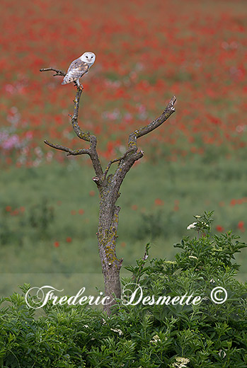 Barn-owl-(Tyto-alba)Owl-perched-in-a-tree000044
