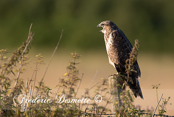 Buzzard-(Buteo-buteo)Buzzard-perched-on-a-fence-post-and-calling0006363