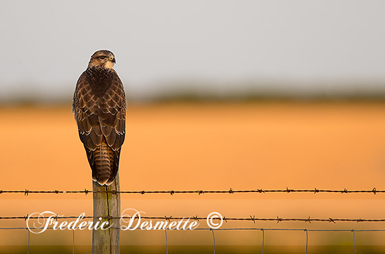 Buzzard-(Buteo-buteo)Buzzard-perched-on-a-fence-post0006666
