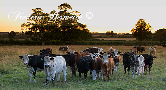 Cattle-(Bos-primigenius)Cattle-in-a-meadow0006464