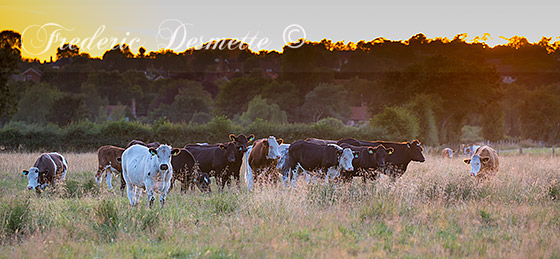 Cattle-(Bos-primigenius)Cattle-in-a-meadow0006565