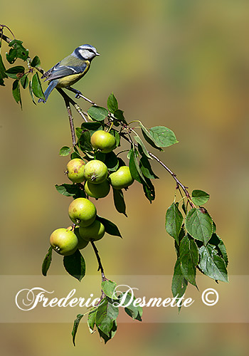 Blue-tit-(Cyanistes-caeruleus)Blue-tit--perch-on-a-crabapple-branch000055
