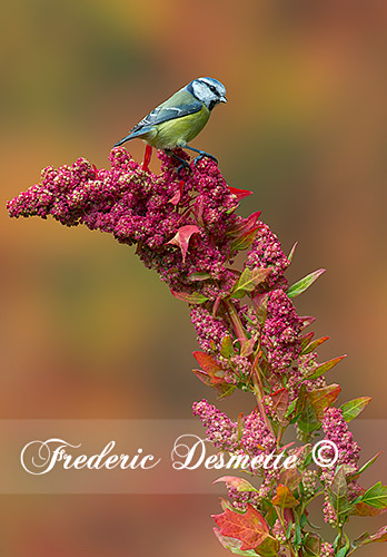 Blue-tit-(Cyanistes-caeruleus)Blue-tit-perched-on-red-goosefoot0007272