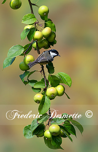 Coal-tit-(Periparus-ater)Coal-tit--perch-on-a-crabapple-branch000066