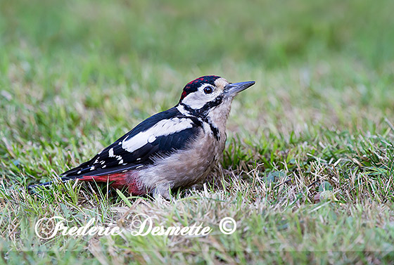 Great-spotted-woodpecker-(Dendrocopos-major)Youngwoodpecker-looking-for-food000022