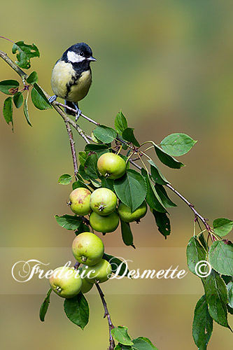 Great-tit-(Parus-major)Great-tit-perch-on-a-crabapple-branch000033