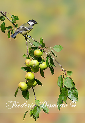 Great-tit-(Parus-major)Great-tit-perch-on-a-crabapple-branch000044