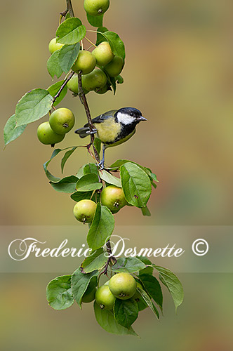 Great-tit-(Parus-major)Great-tit-perch-on-a-crabapple-branch000077