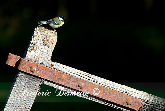 Great-tit-(Parus-major)Great-tit-perched-on-a-fence000011