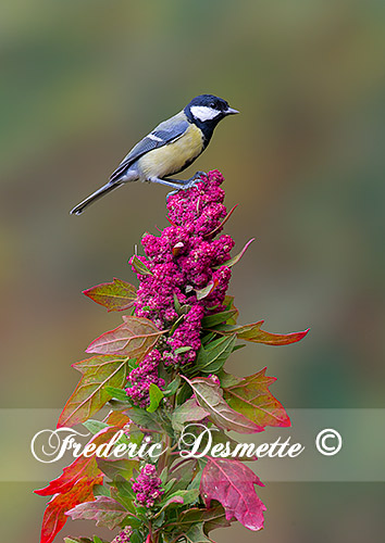 Great-tit-(Parus-major)Great-tit-perched-on-a-red-goosefoot0004848