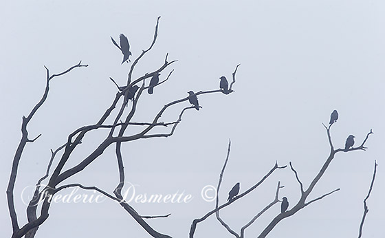 Jackdaw-(Corvus-monedula)Jackdaw-in-the-mist0004747