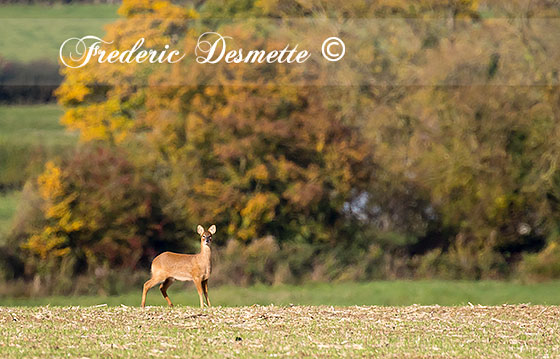 Chinese-water-deer-(Hydropotes-inermis)Deer-standing-in-a-crop0004242