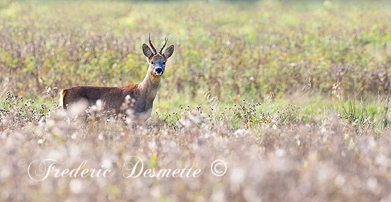 Roe-deer-(Capreolus-capreolus)Roe-deer-standing-in-a-meadow0004040