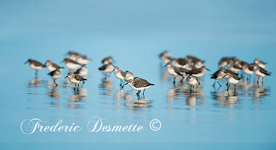 Dunlin-(Calidris-alpina)Dunlin-in-the-surf00100100