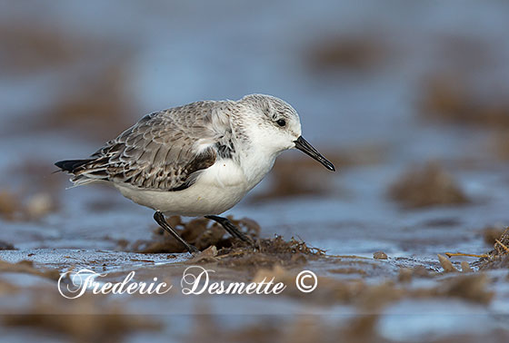 Sanderling-(Calidris-alba)Sanderling-looking-for-food0006262
